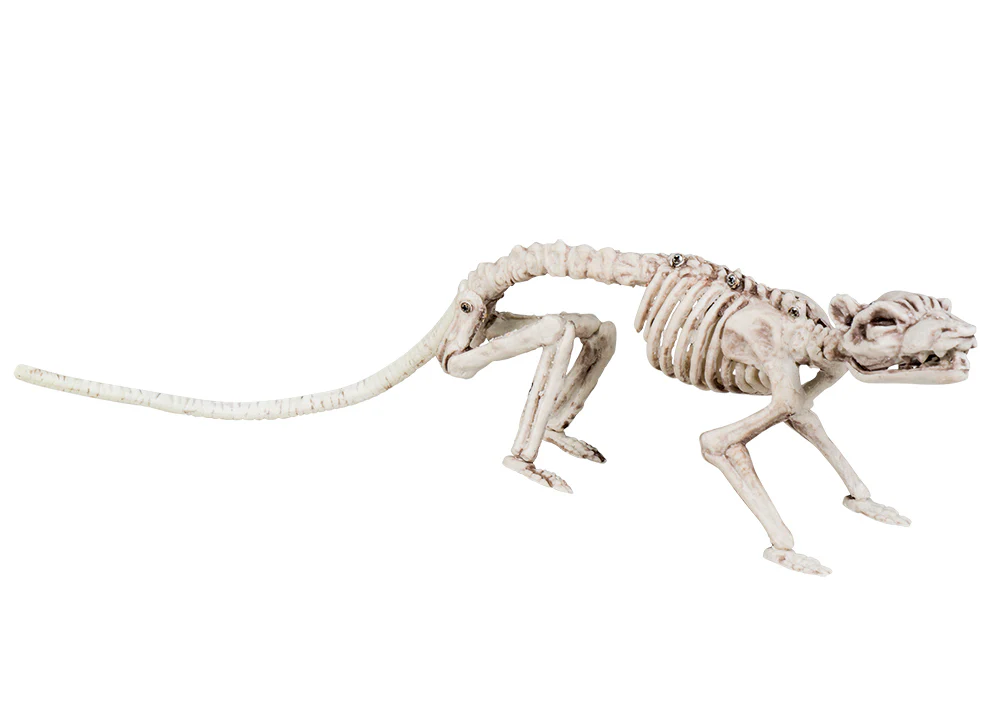Luuranko, rotta 35 cm