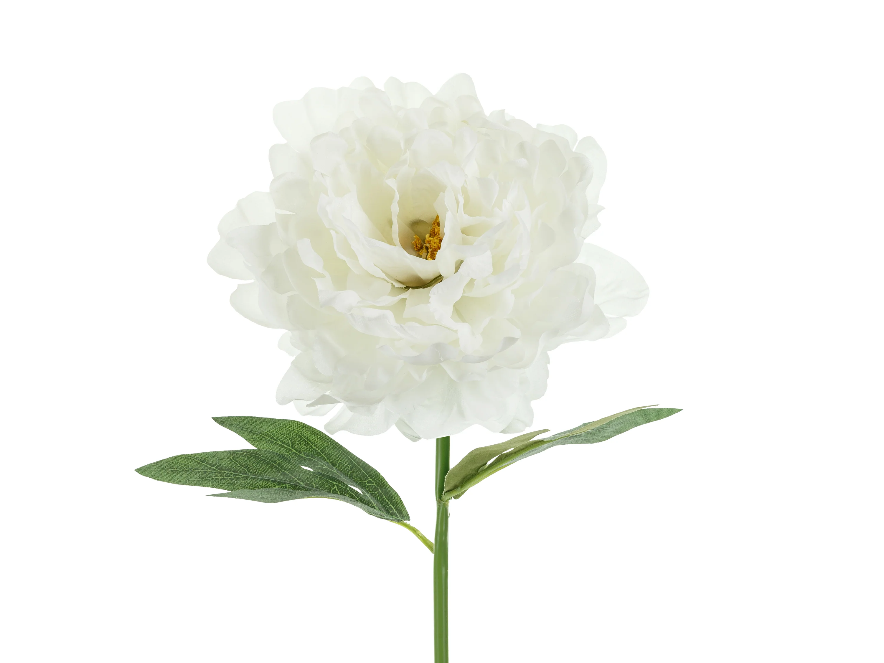 Pioni 35 cm, valkoinen